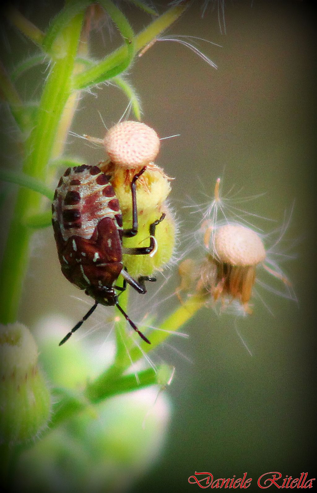 Pentatomidae: Carpocoris sp (ninfa) della Campania (CE)